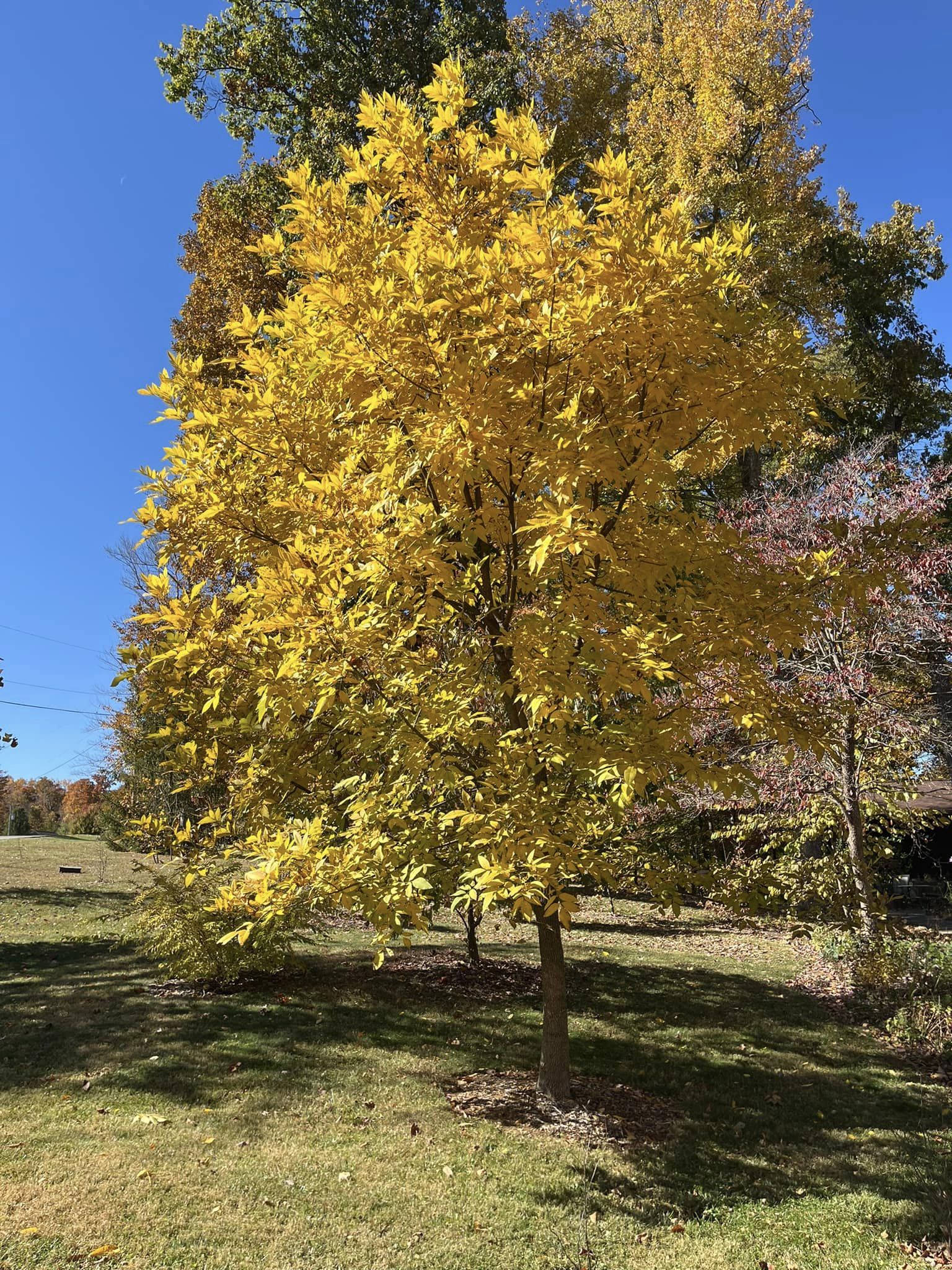 fast-growing shade trees for small yards full sun