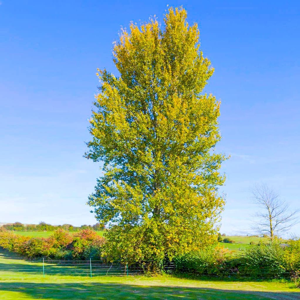 Low maintenance shade trees