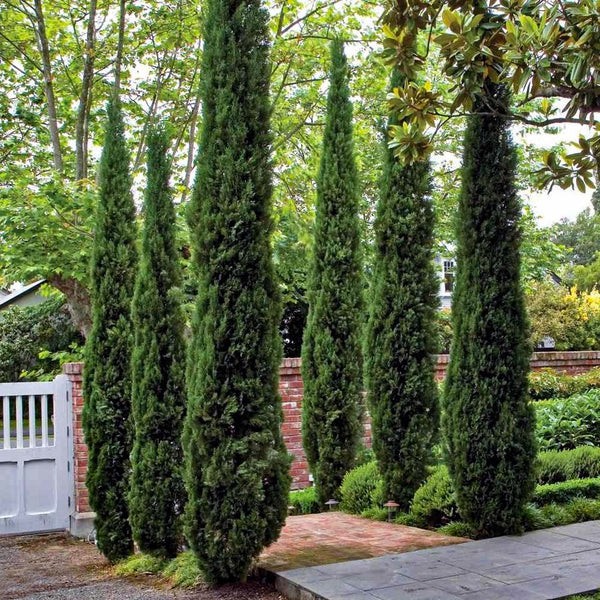 15 Best Tall Skinny Trees For Landscaping