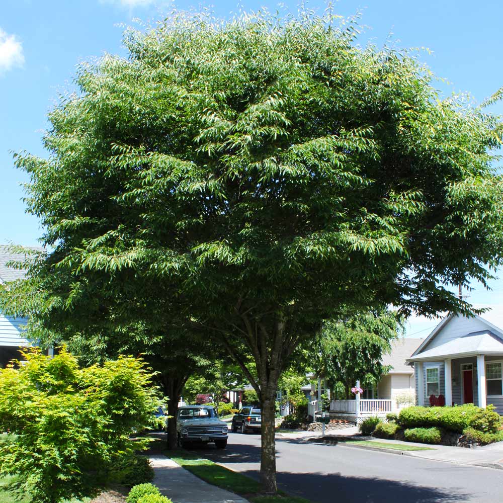 Fast-growing shade trees