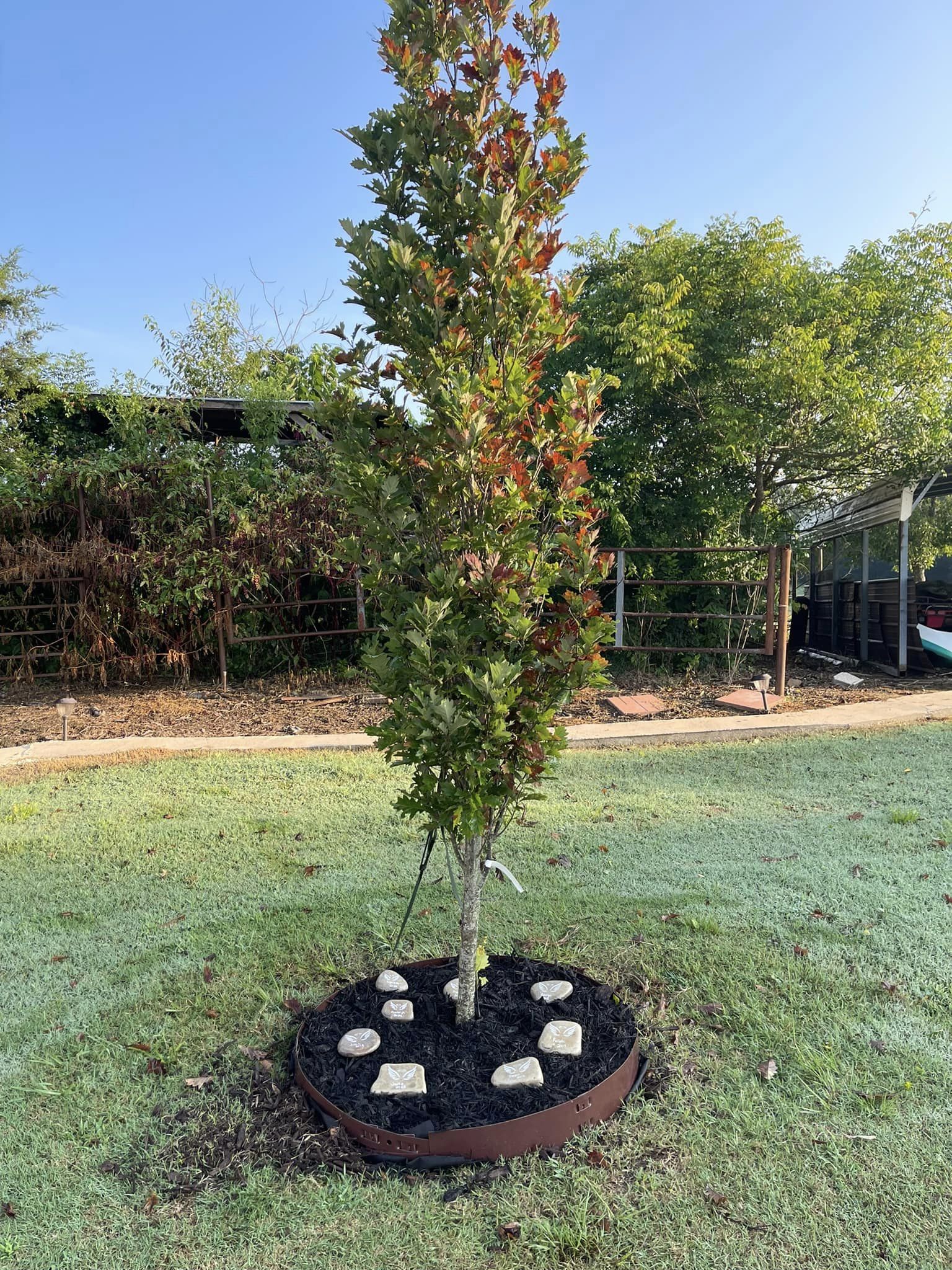 narrow trees for fence line