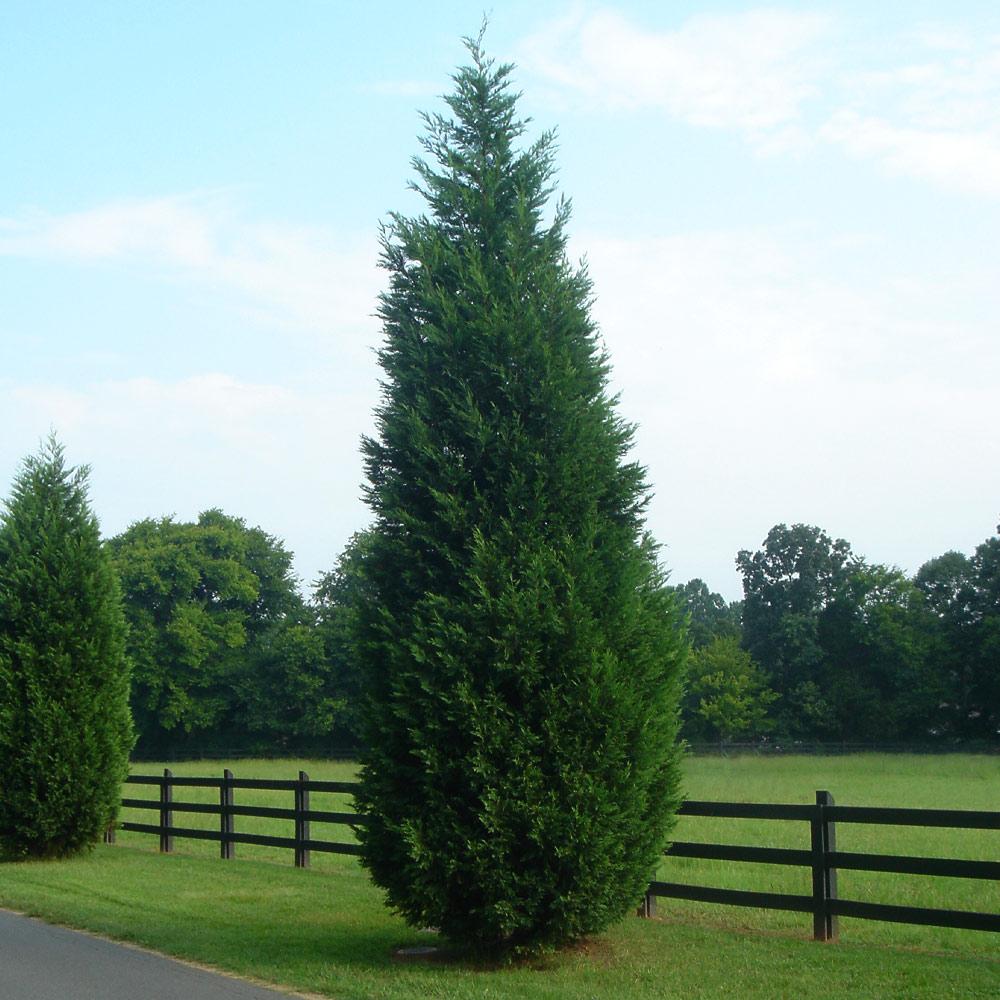 Best tall skinny trees for landscaping