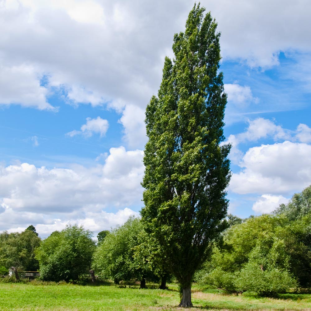 Best tall skinny trees for landscaping