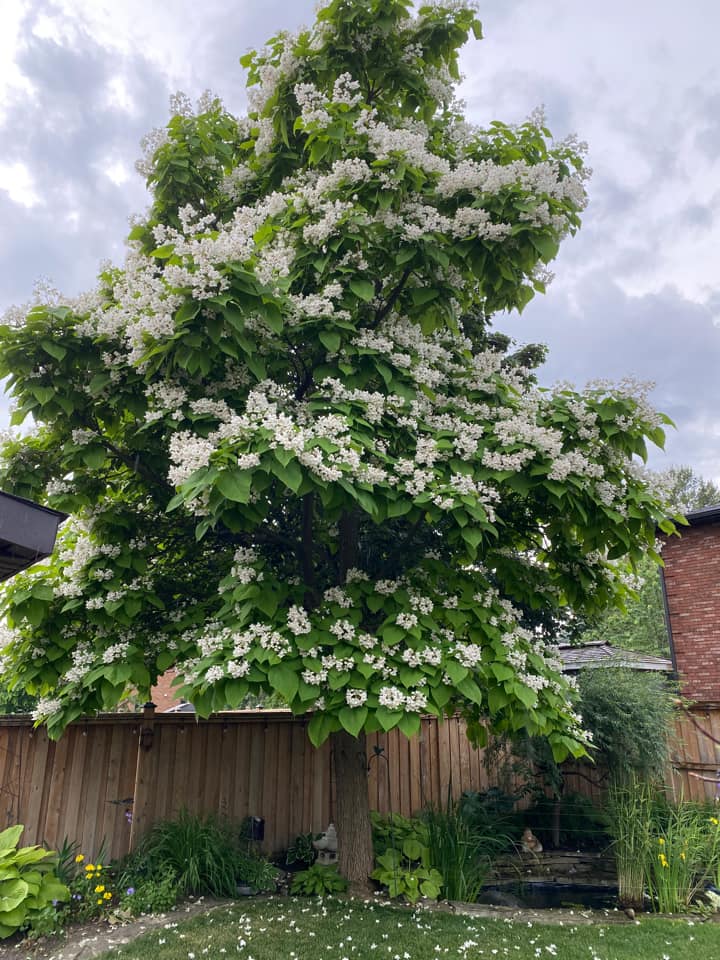 Fast-Growing Shade Trees