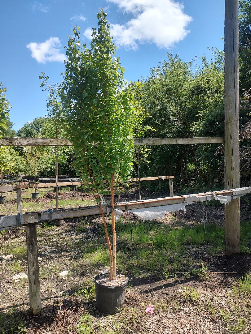 column tree