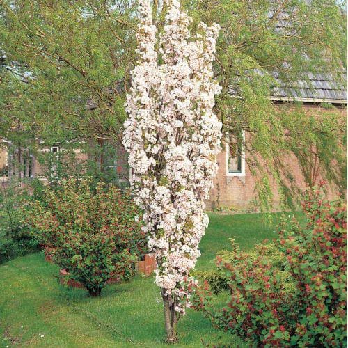 fast-growing tall skinny trees