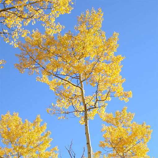 low maintenance shade trees