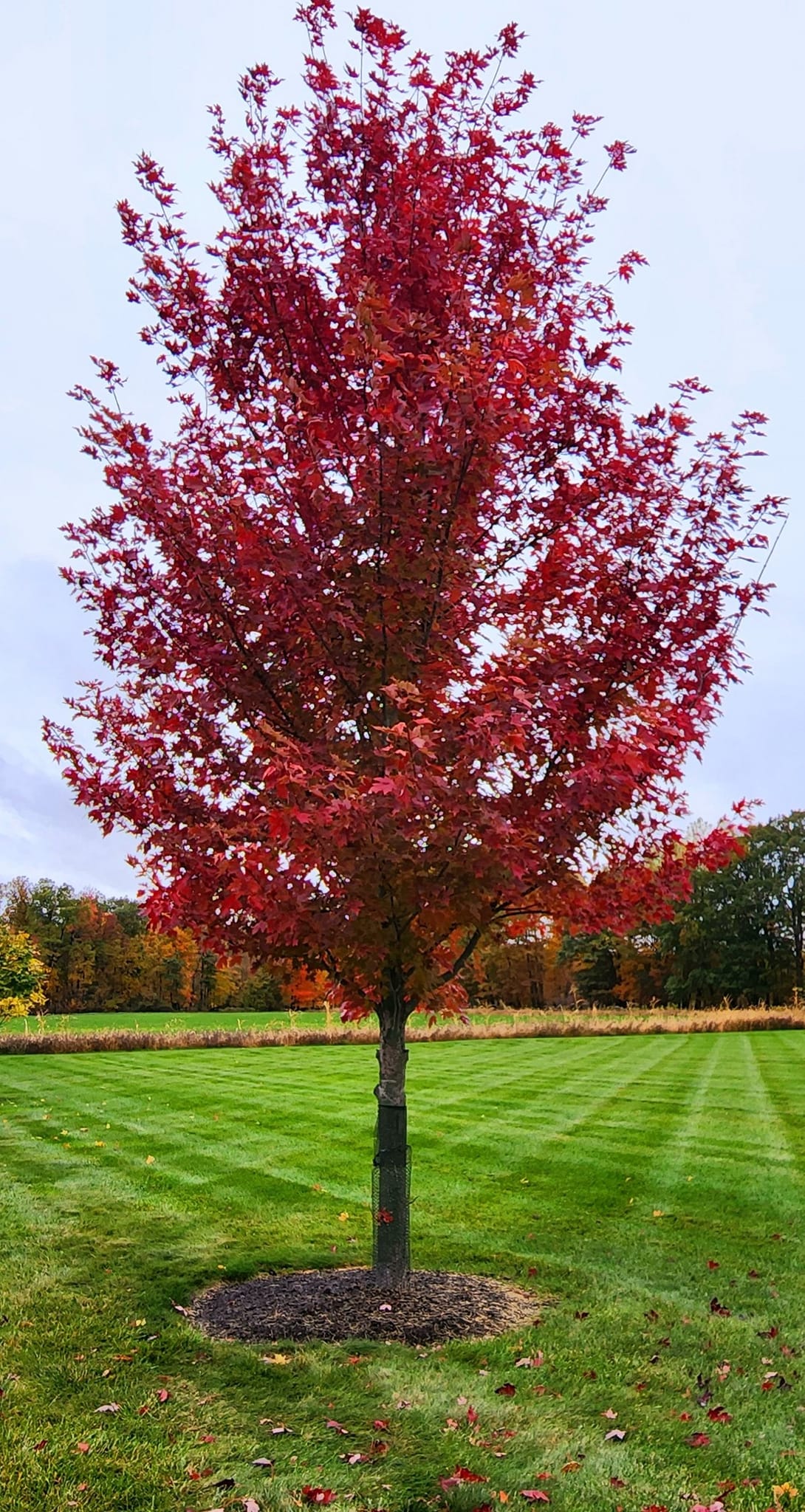 Fast growing shade trees for small yards full sun