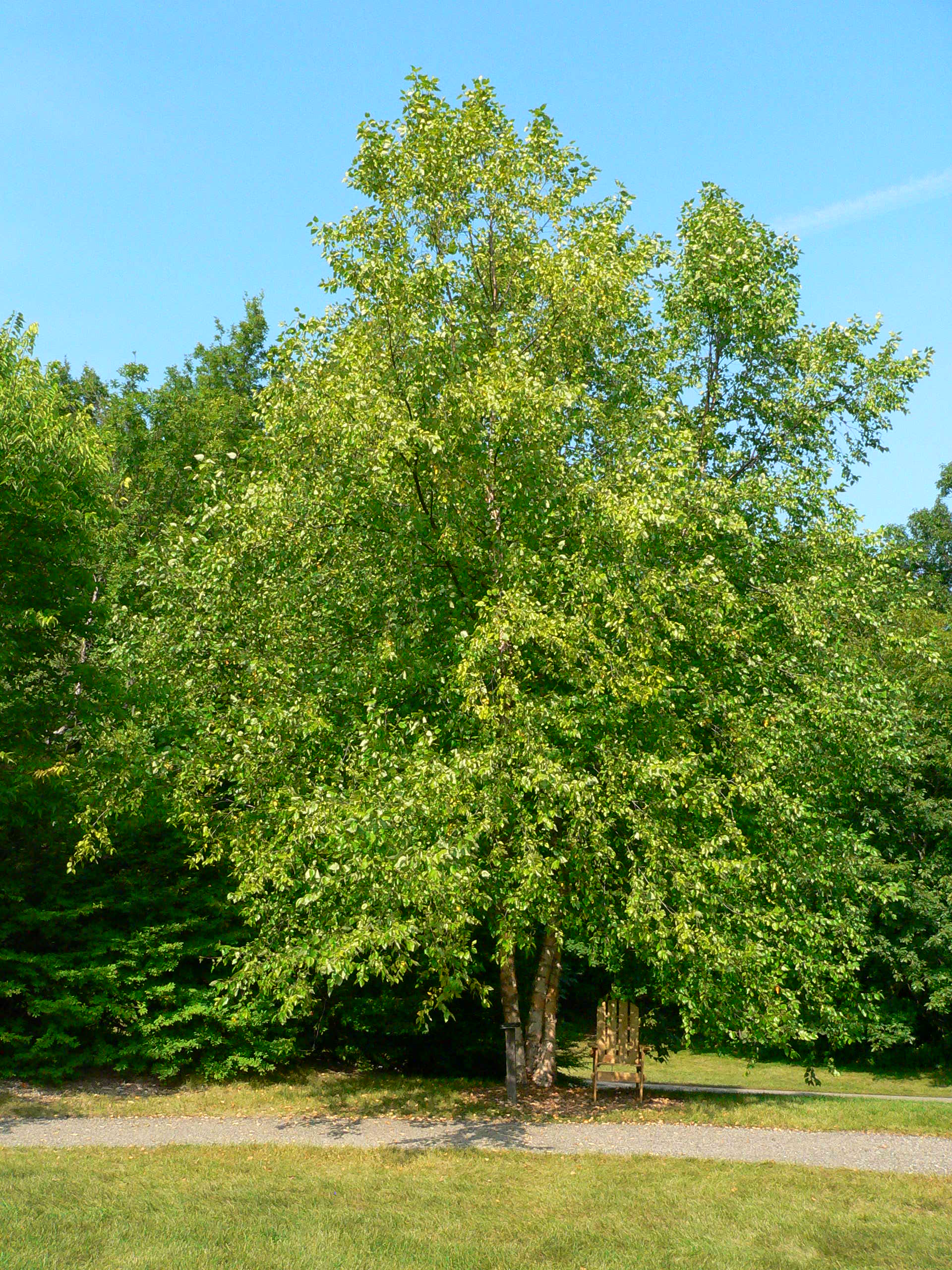 fast-growing shade trees for small yards