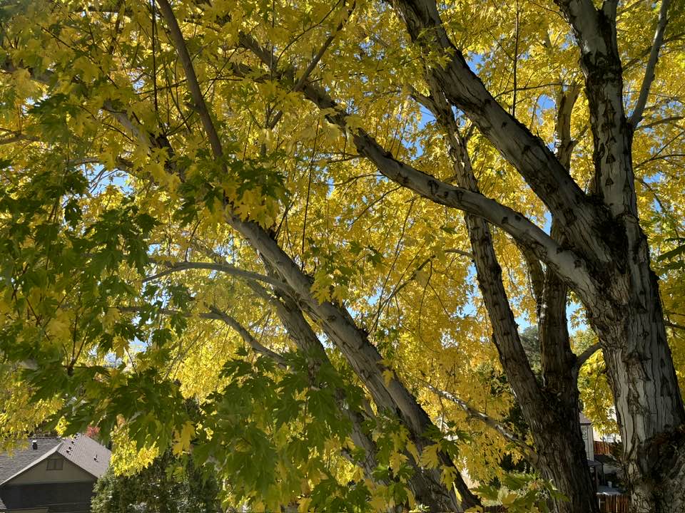 Fast-growing shade trees