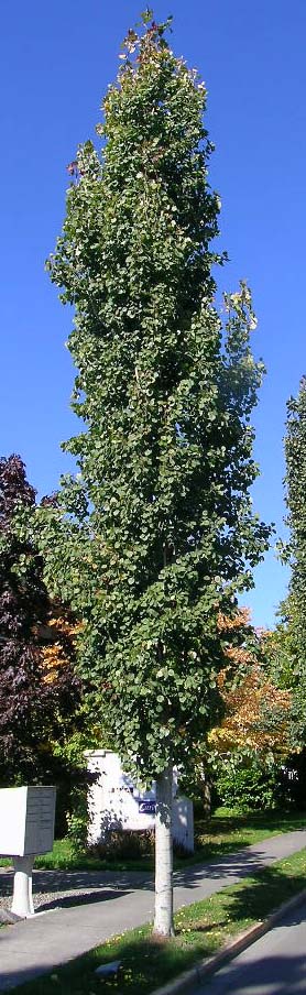 Fast growing tall skinny trees low maintenance