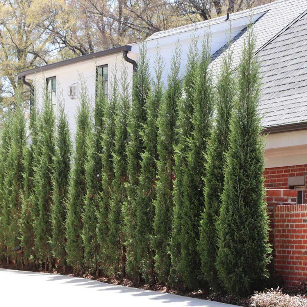Narrow trees for fence line