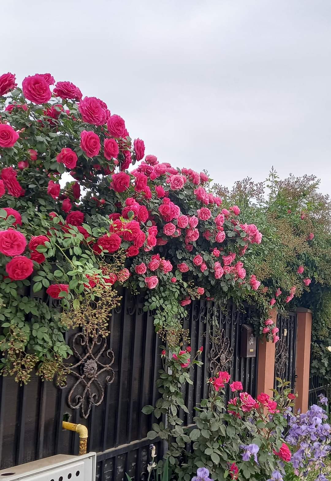 Trailing Plants along fence 
