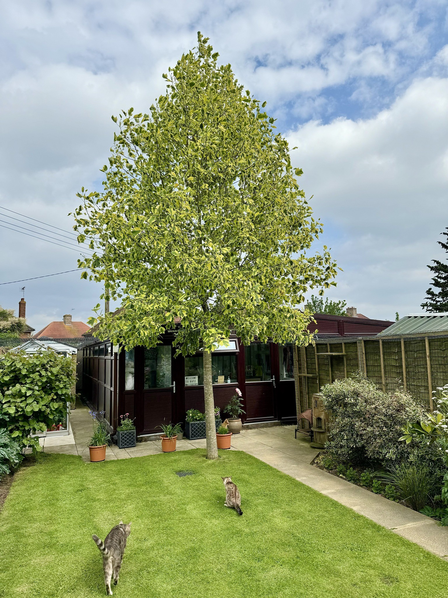 fast-growing shade trees for small yards