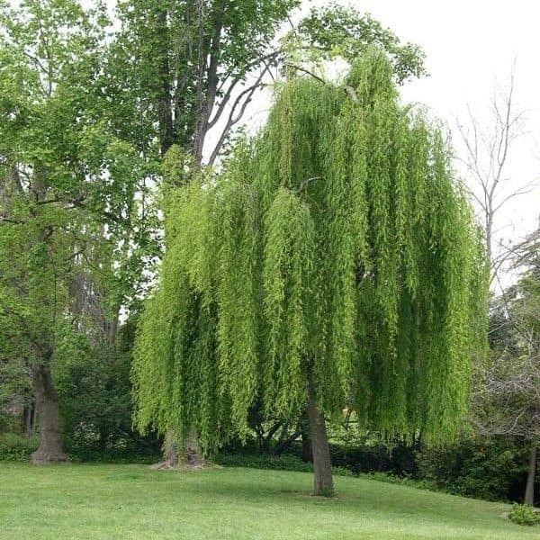 Fast-Growing Shade Trees