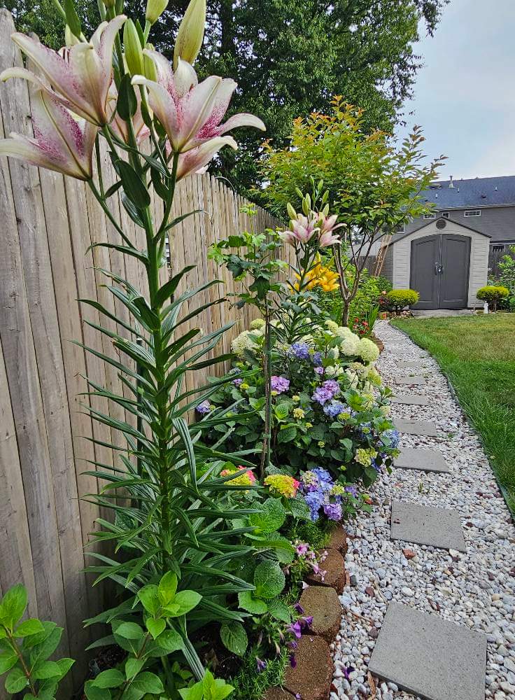 Fence Edging Ideas