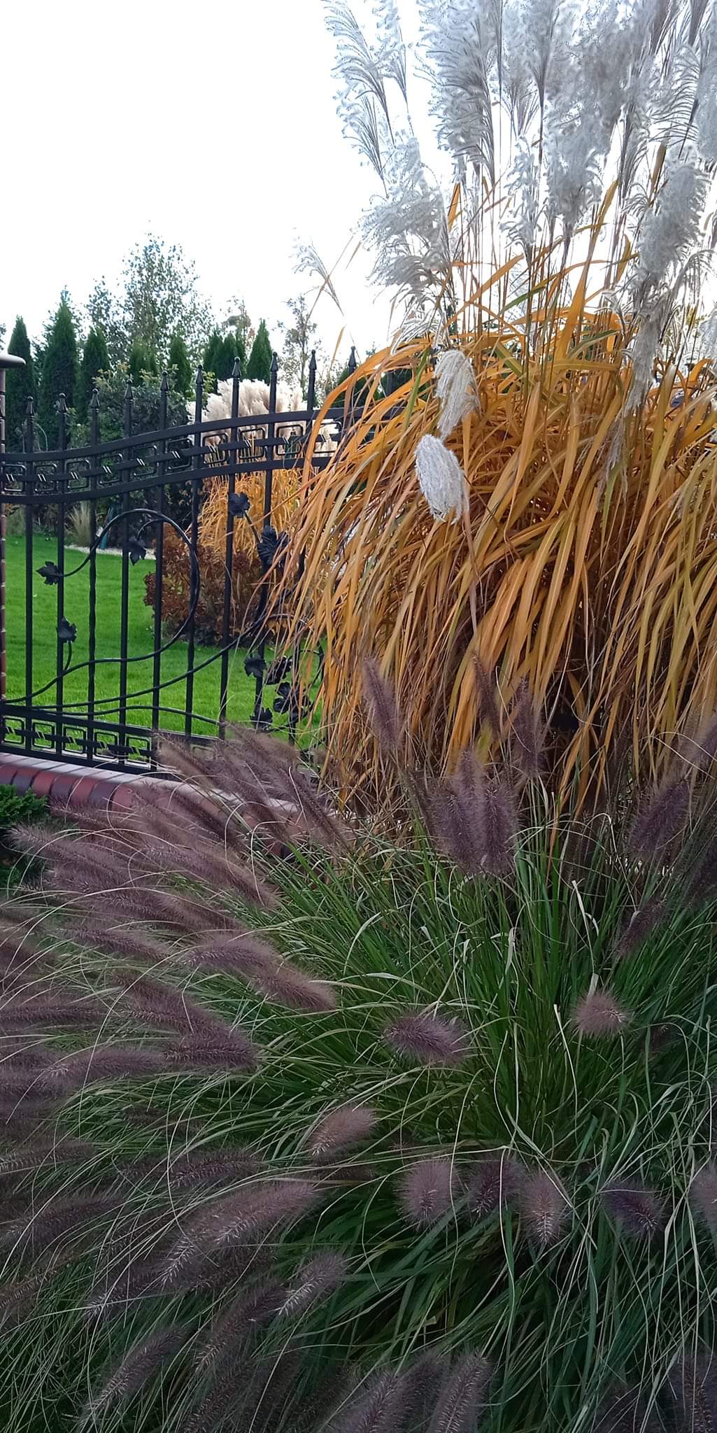 Fence border planting ideas