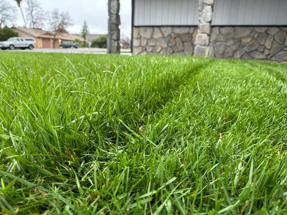 Things You Should Never Do To Your Lawn