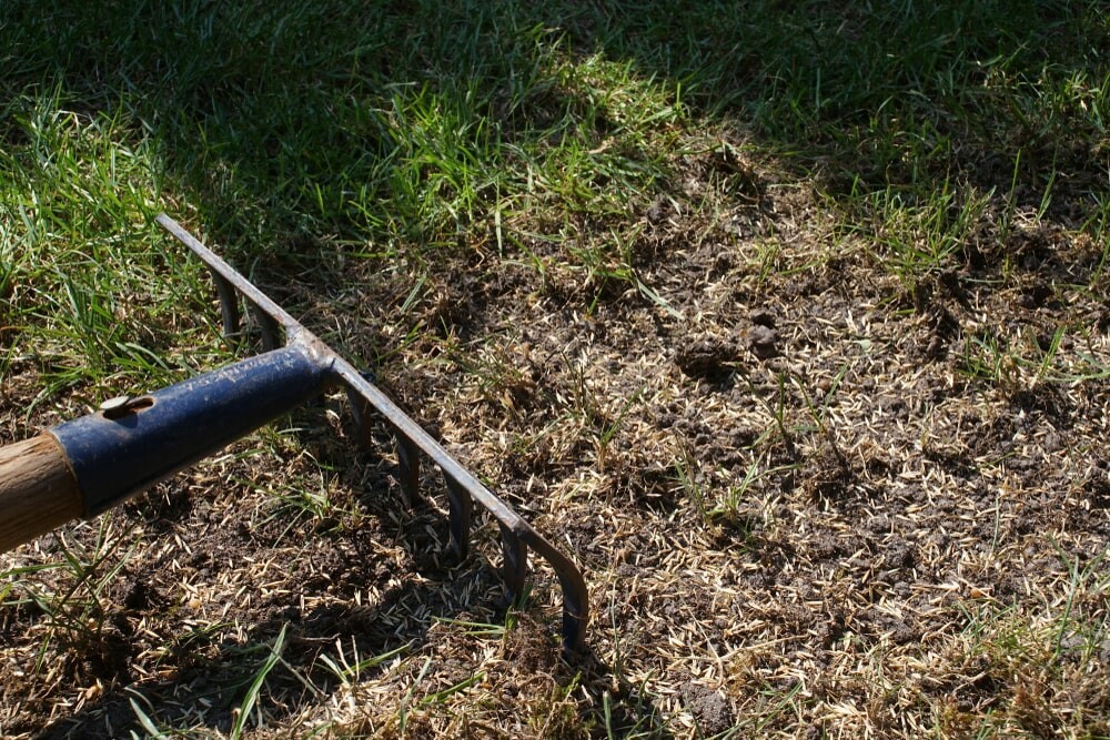 Overseeding your lawn