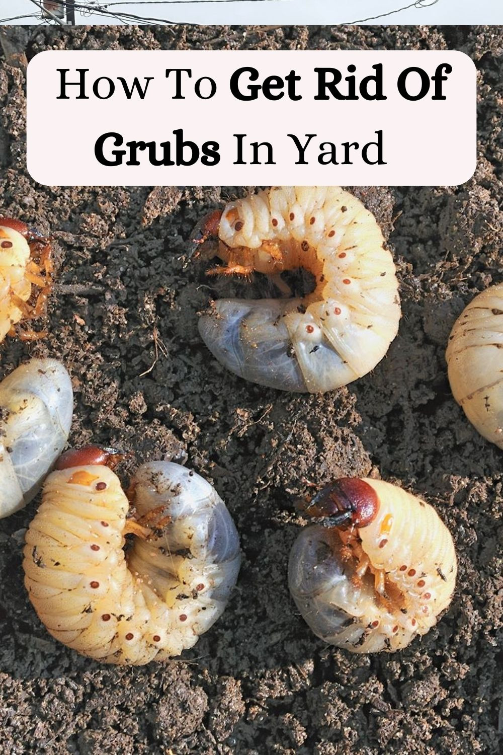 How To Get Rid Of Grubs In Yard Naturally 