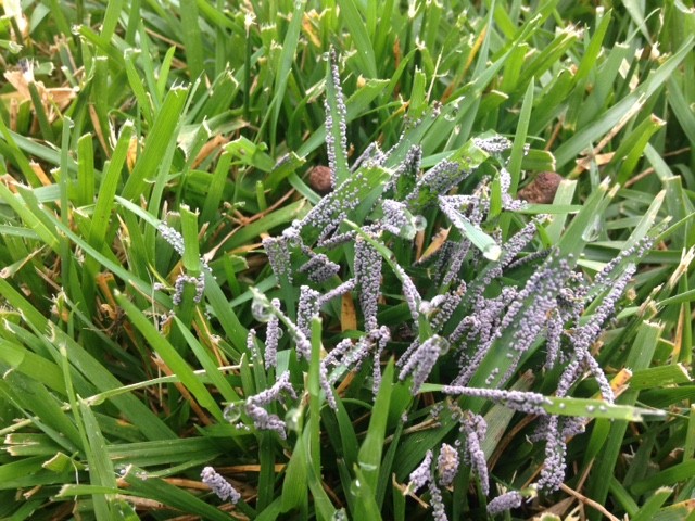 How To Treat Slime Mold On Lawn