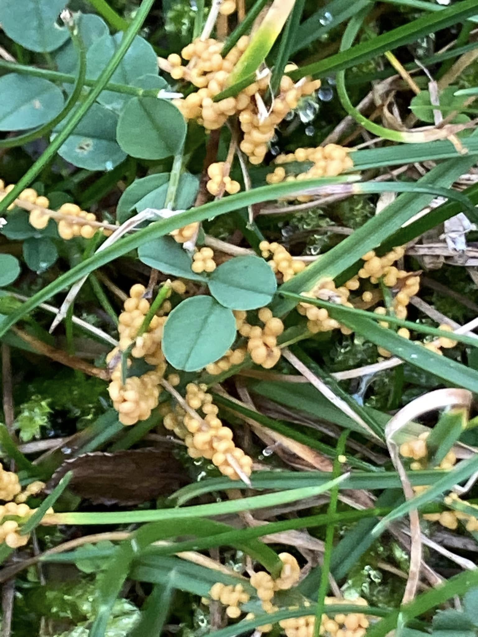 what causes slime mold on grass