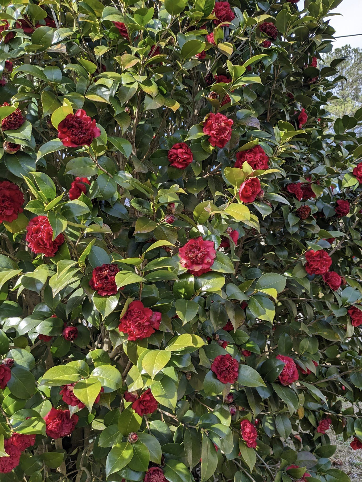 Shrubs for front yard