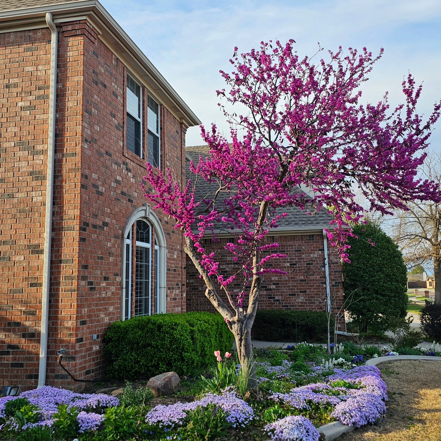 The Best Trees For A Beautiful Front Yard