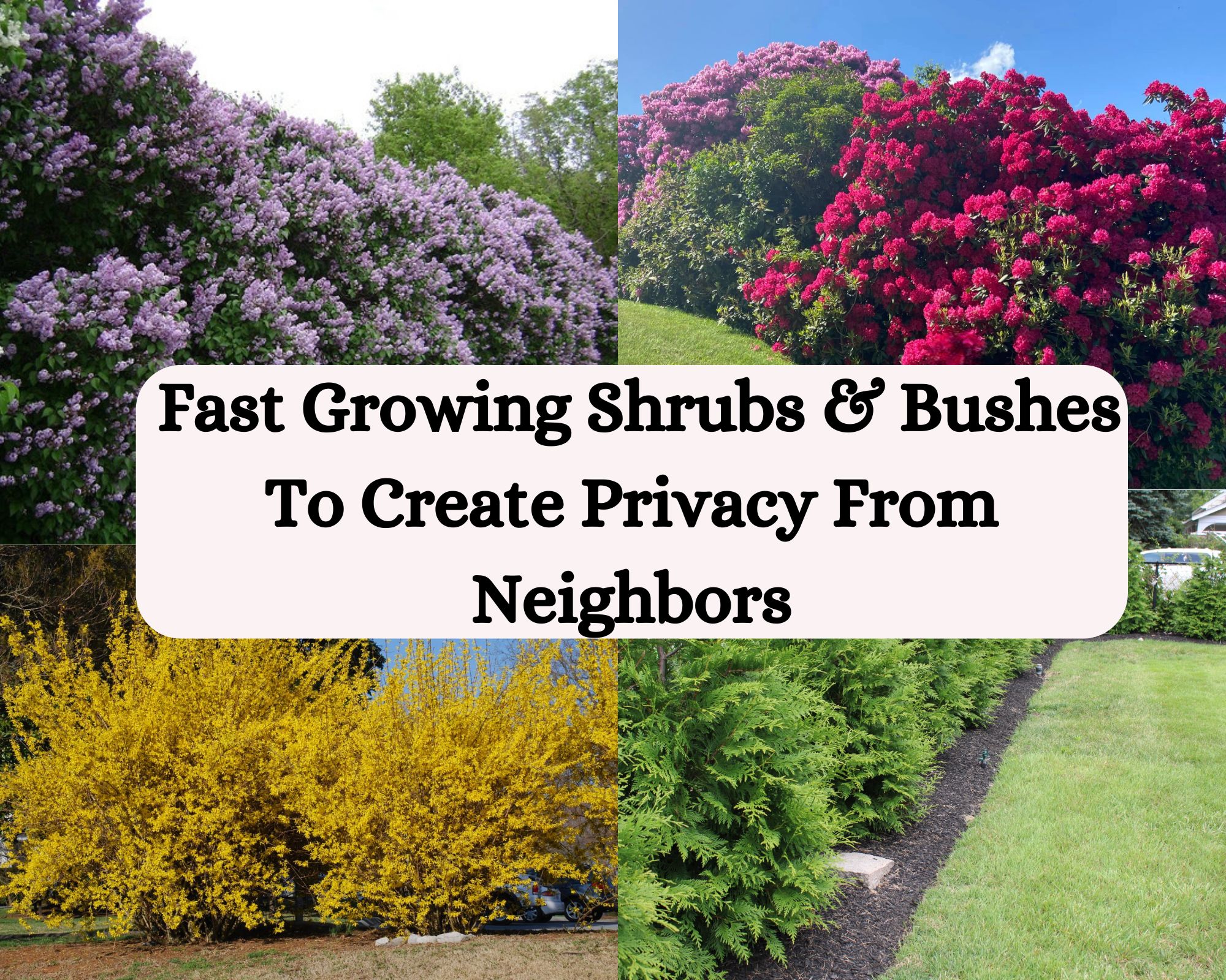 Fast Growing Shrubs And Bushes To Create Privacy From Neighbors