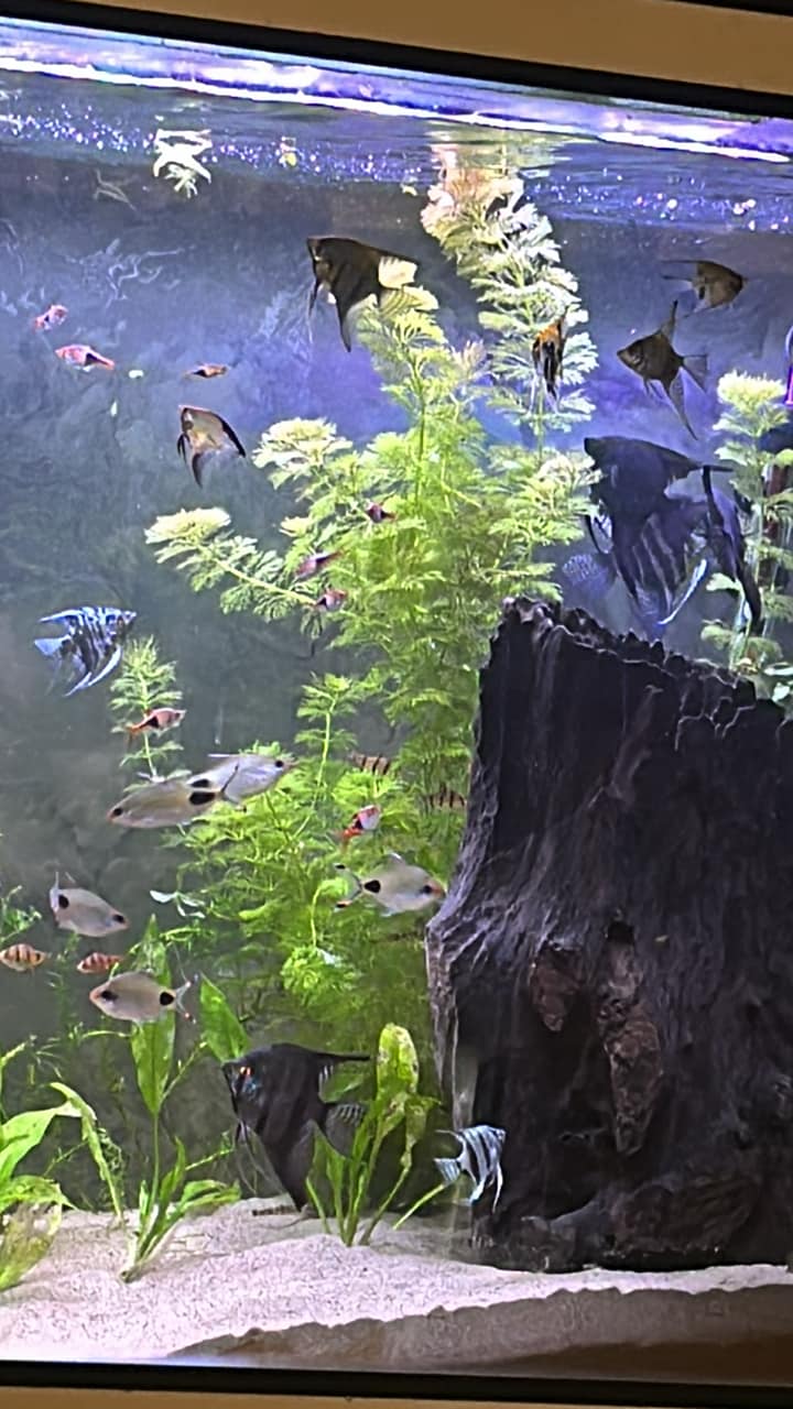 Aquarium Water as fertilizer 