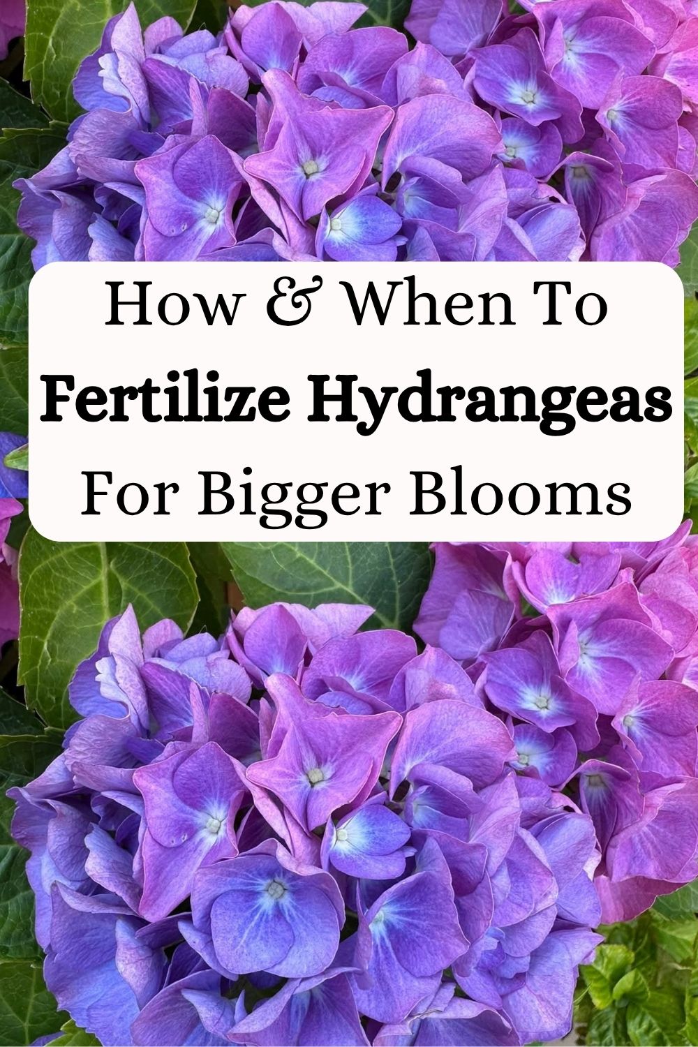 How And When To Fertilize Hydrangeas For Bigger Blooms
