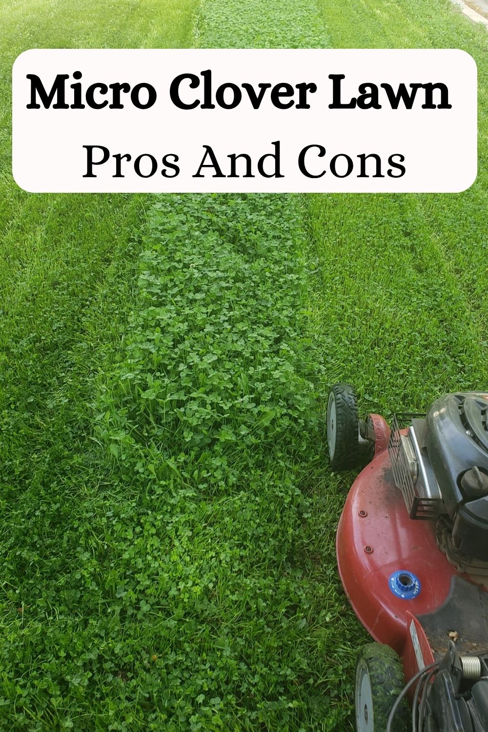 Micro Clover Lawn Pros And Cons