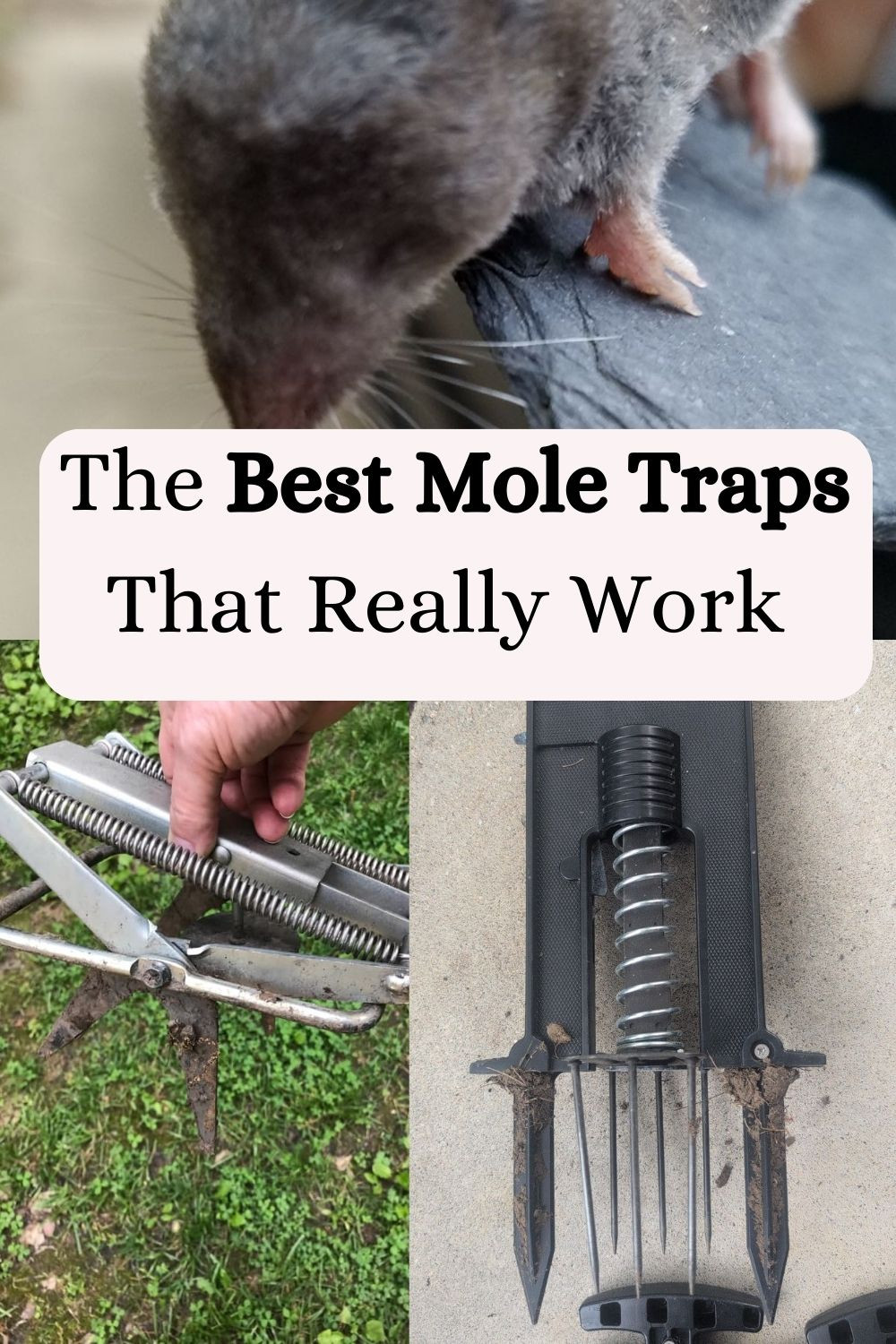 The Best Mole Traps That Really Work