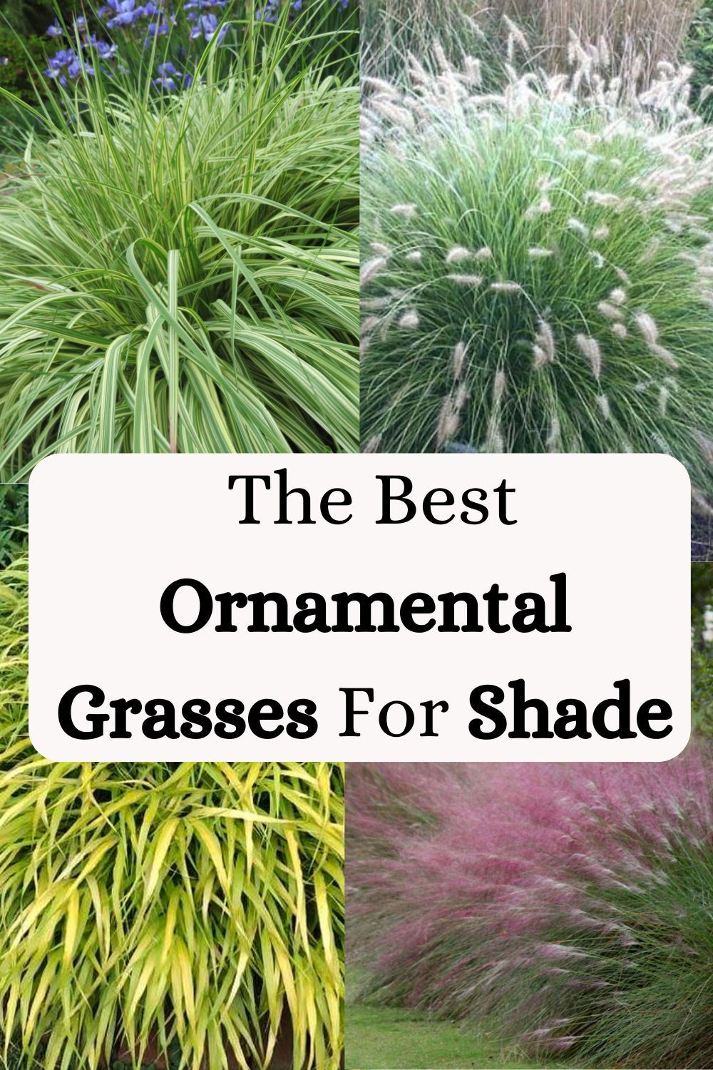  The Best Ornamental Grasses For Shade