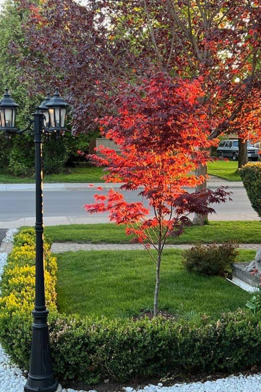 Shrubs For Landscaping Front Yards 