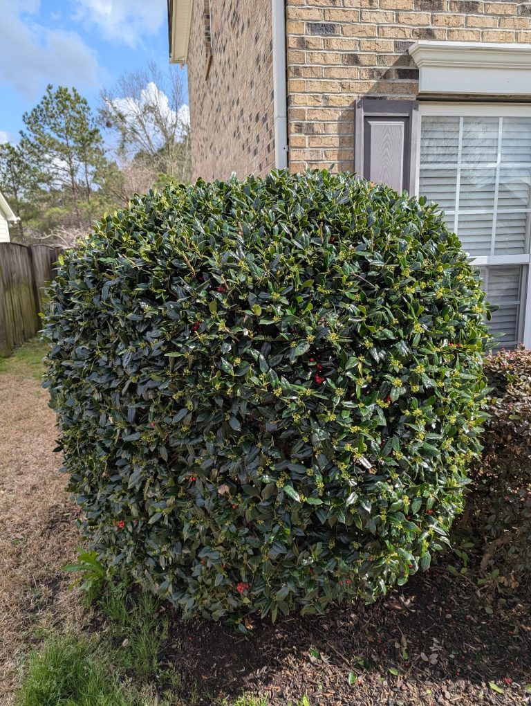 17 Best Shrubs For Front of House to Boost Your Curb Appeal