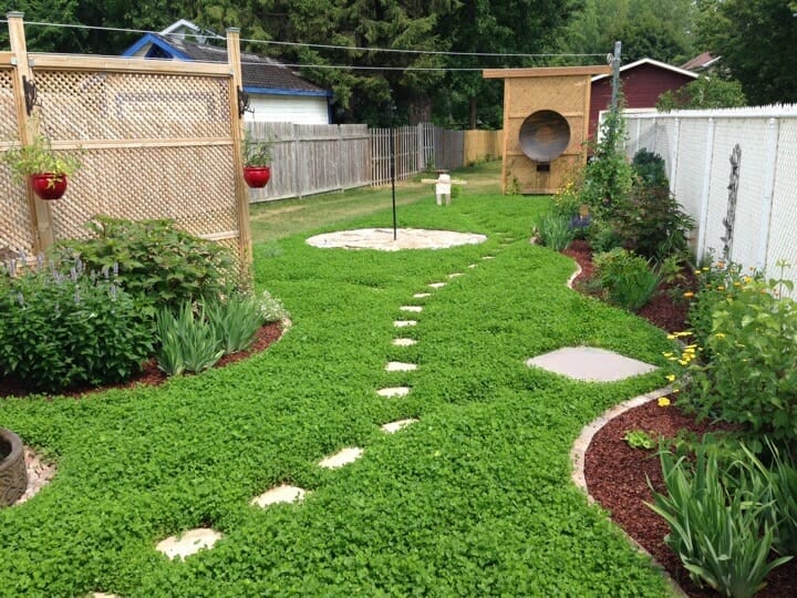 Cheap ways to cover dirt in backyard