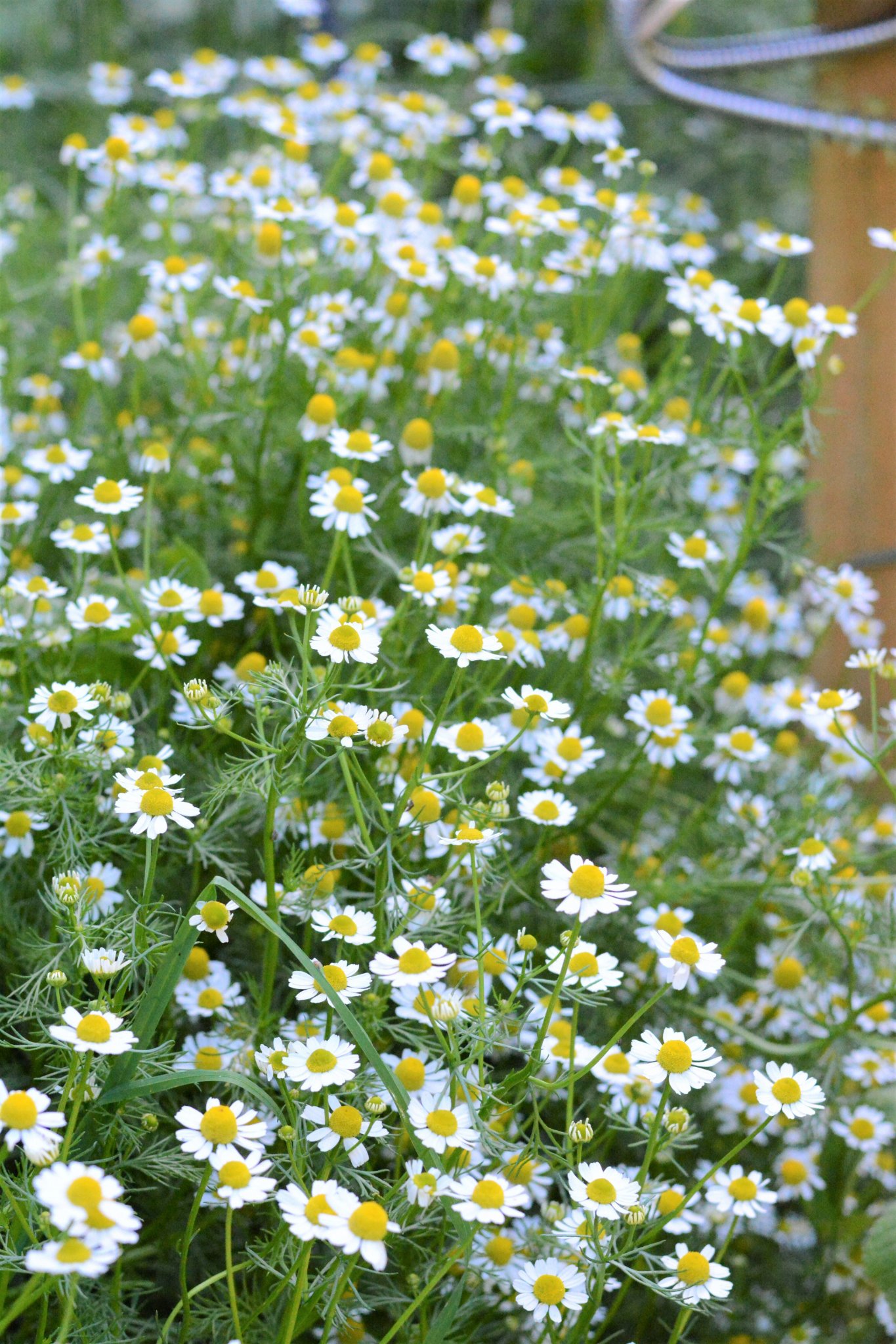 creeping herbs for ground cover