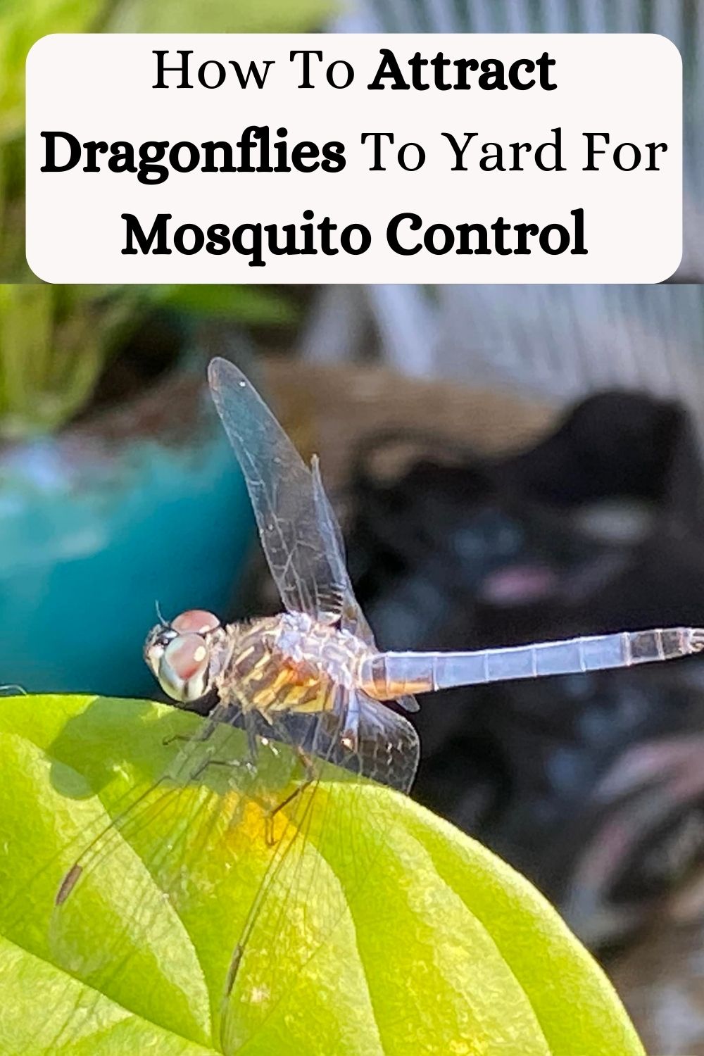 How To Attract Dragonflies To Your Yard For Mosquito Control