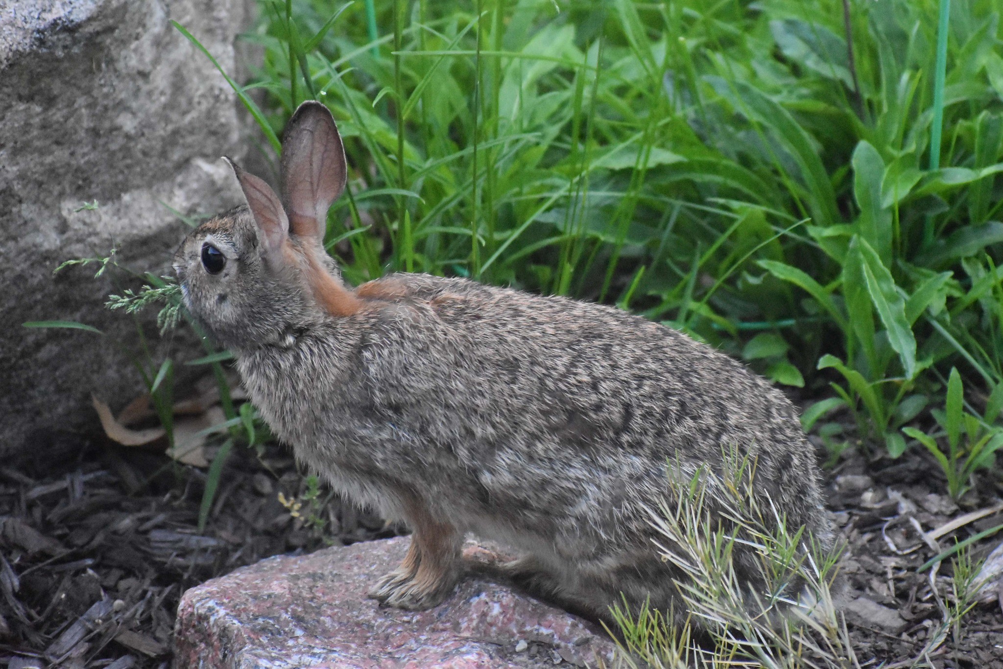 How To Make Rabbit Repellent Spray