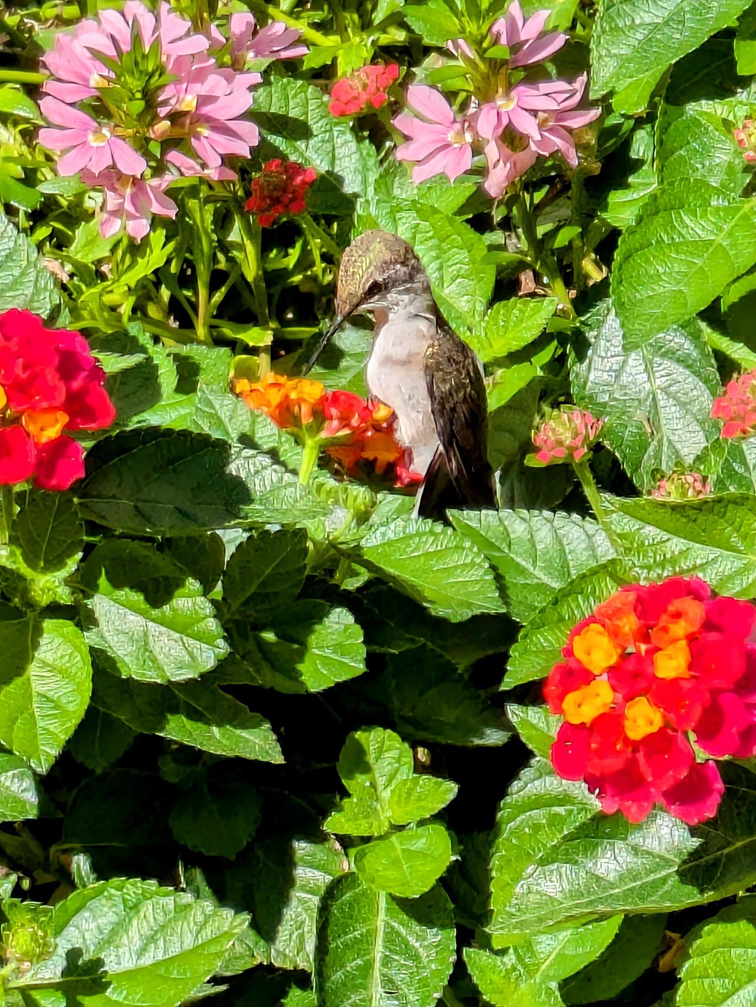 Plants that attract hummingbirds and butterflies