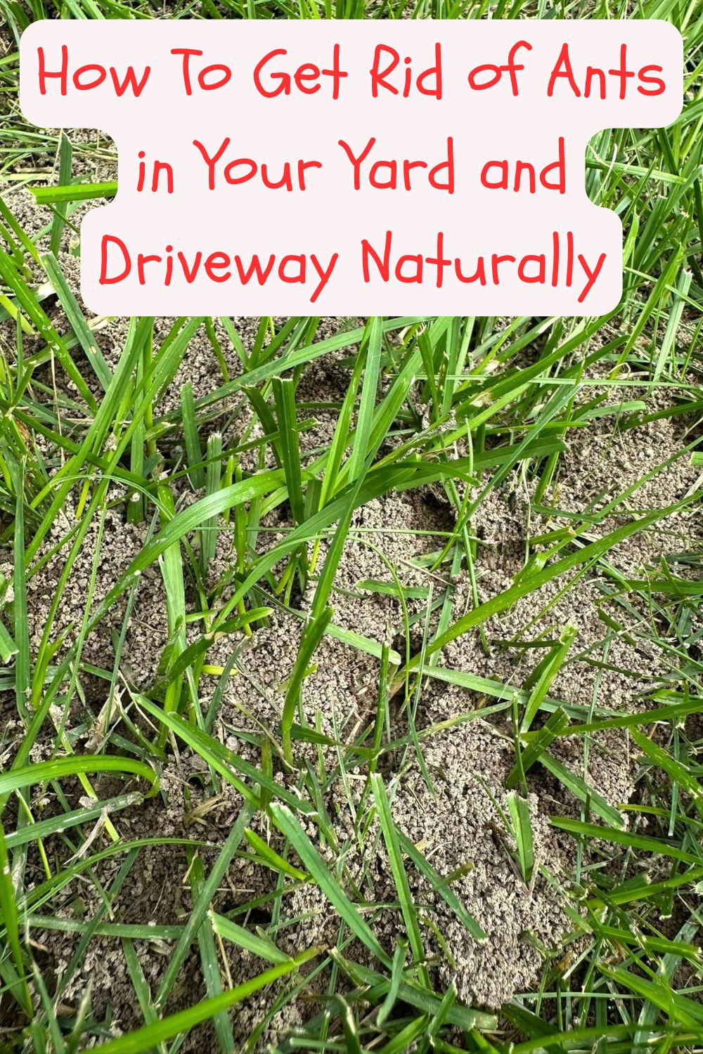How To Get Rid of Ants in Your Yard and Driveway Naturally