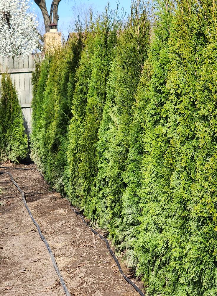 Cheap fence ideas for backyard