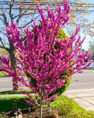 Best small trees for flower beds