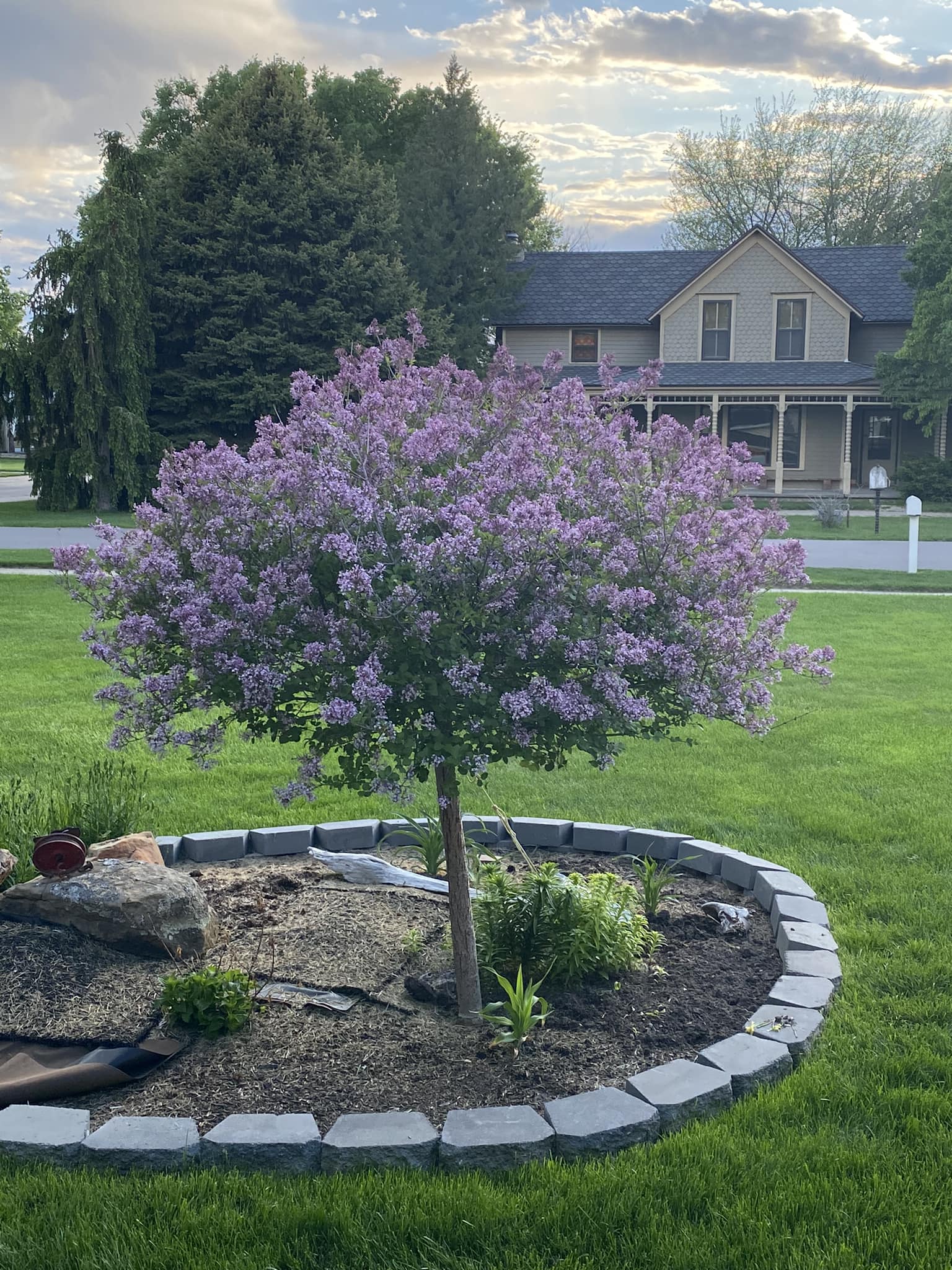 Best small trees for front yard