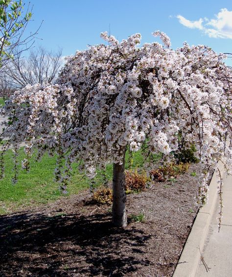 Very small trees for small gardens