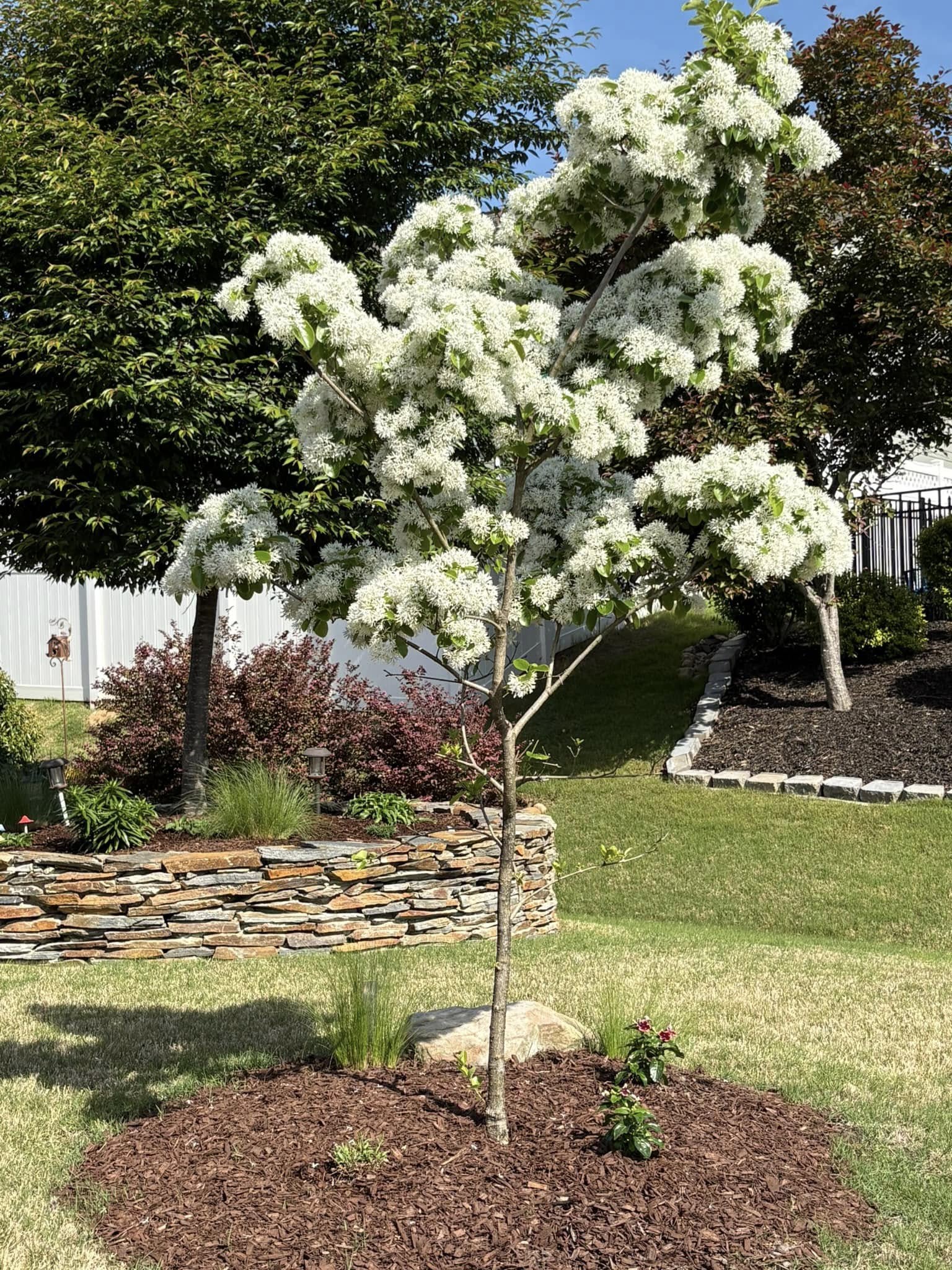 Best small trees for flower beds full sun