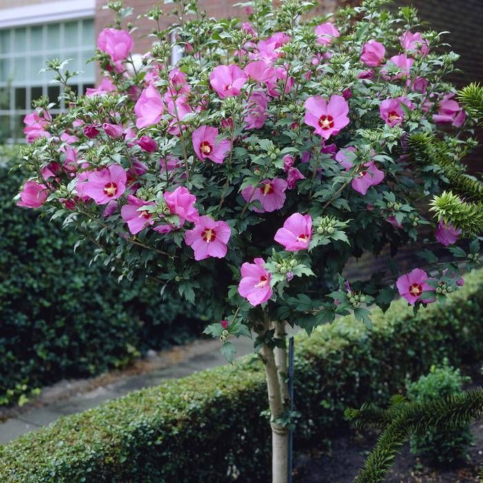Perennial plants for flower beds