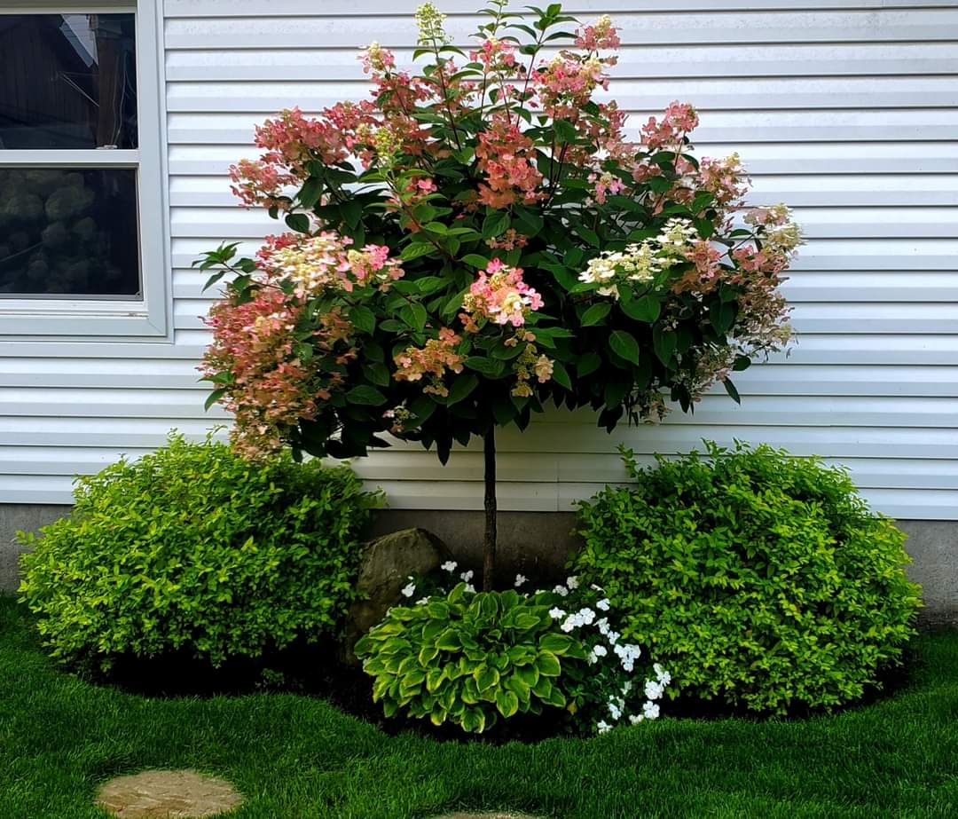 The Best Small Trees For Flower Beds