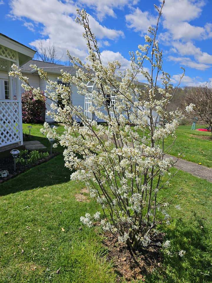 Best small trees for flower beds full sun